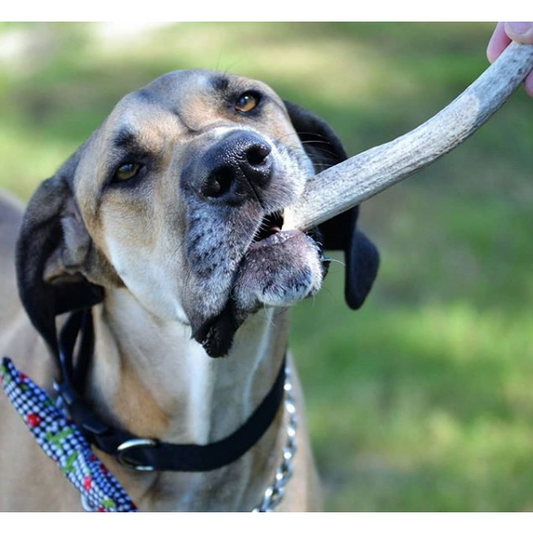 Organic Antler Chews For Dogs