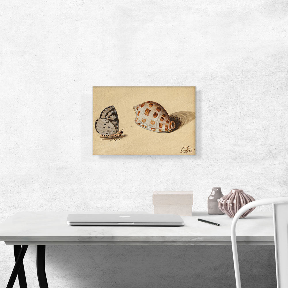 An Arrowhead Blue Butterfly and a Scotch Bonnet Sea Shell