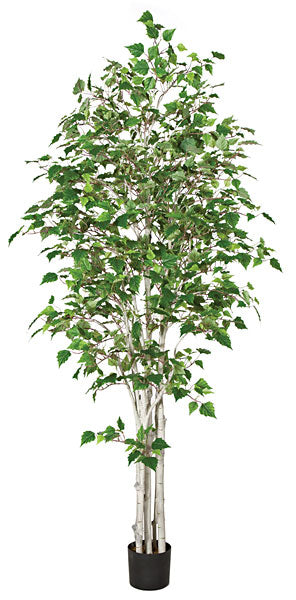 Autograph Foliages P-120290 7 ft. White Birch Tree- Green