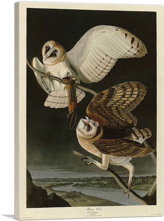 Barn Owl